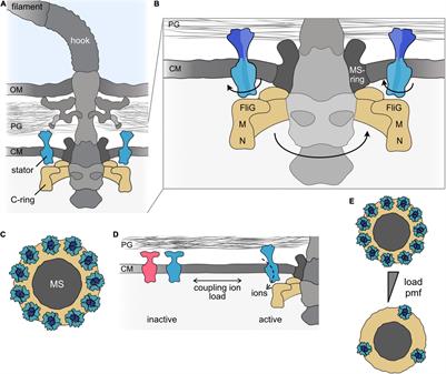 Dynamic Hybrid Flagellar Motors—Fuel Switch and More